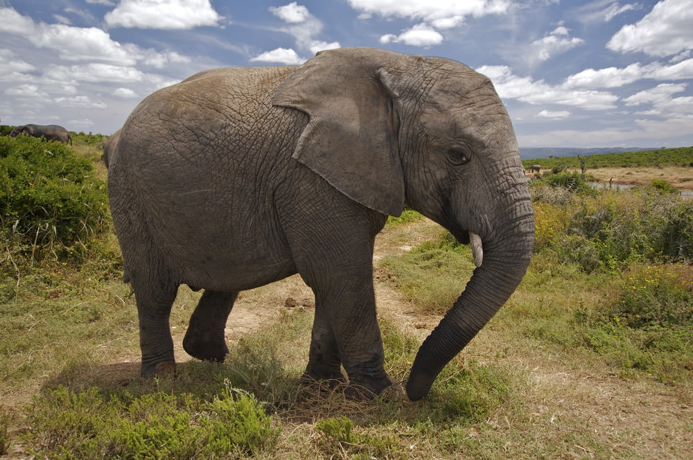 elefante marrón