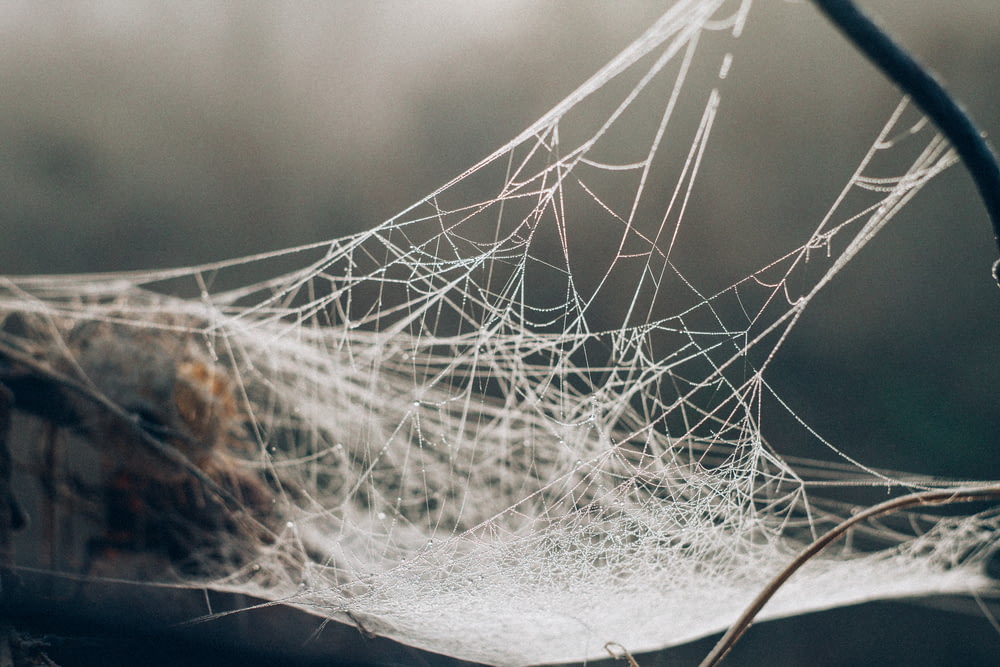 Weißes Spinnennetz in der selektiven Fokusfotografie