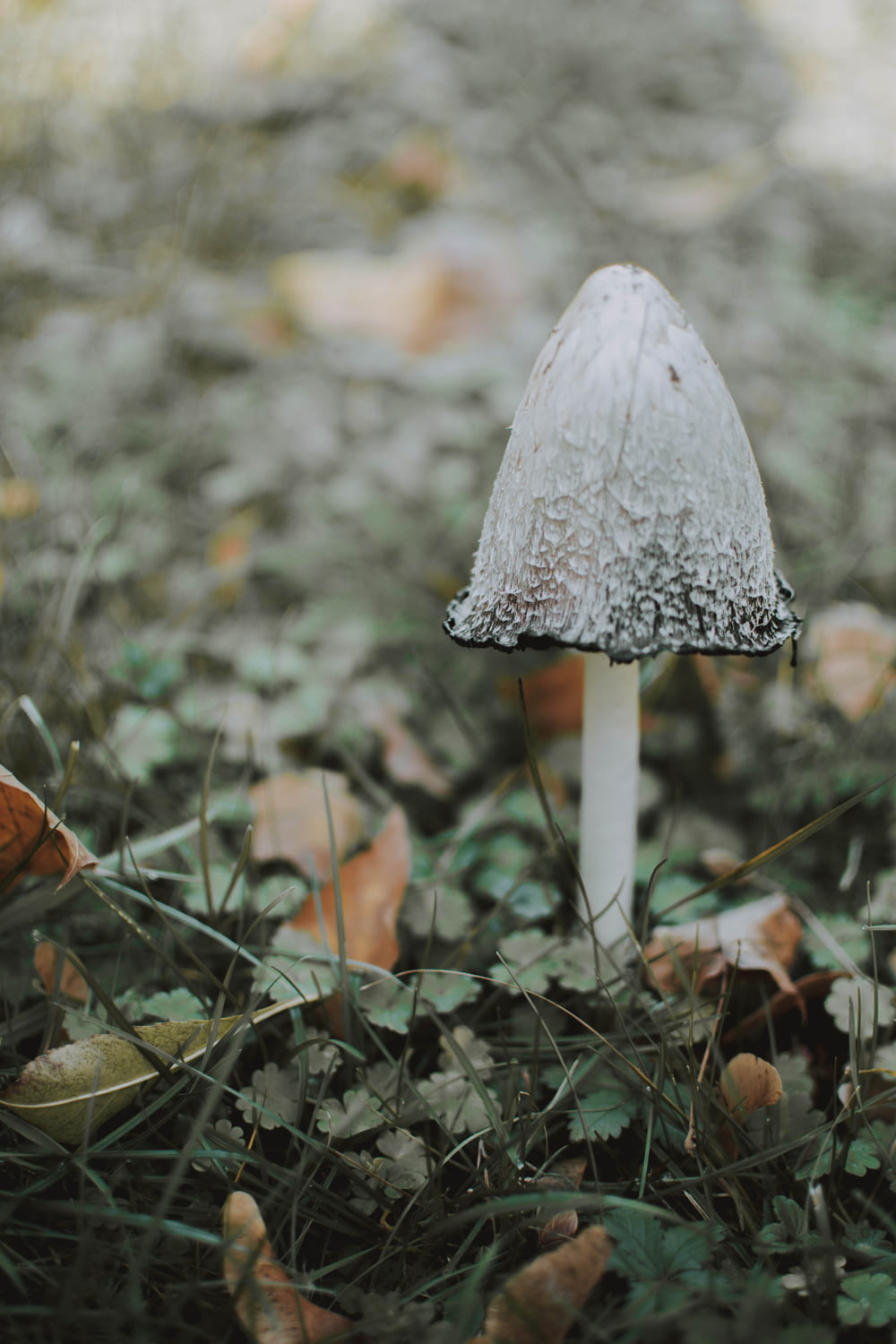 selective-focus photograph of mushroom