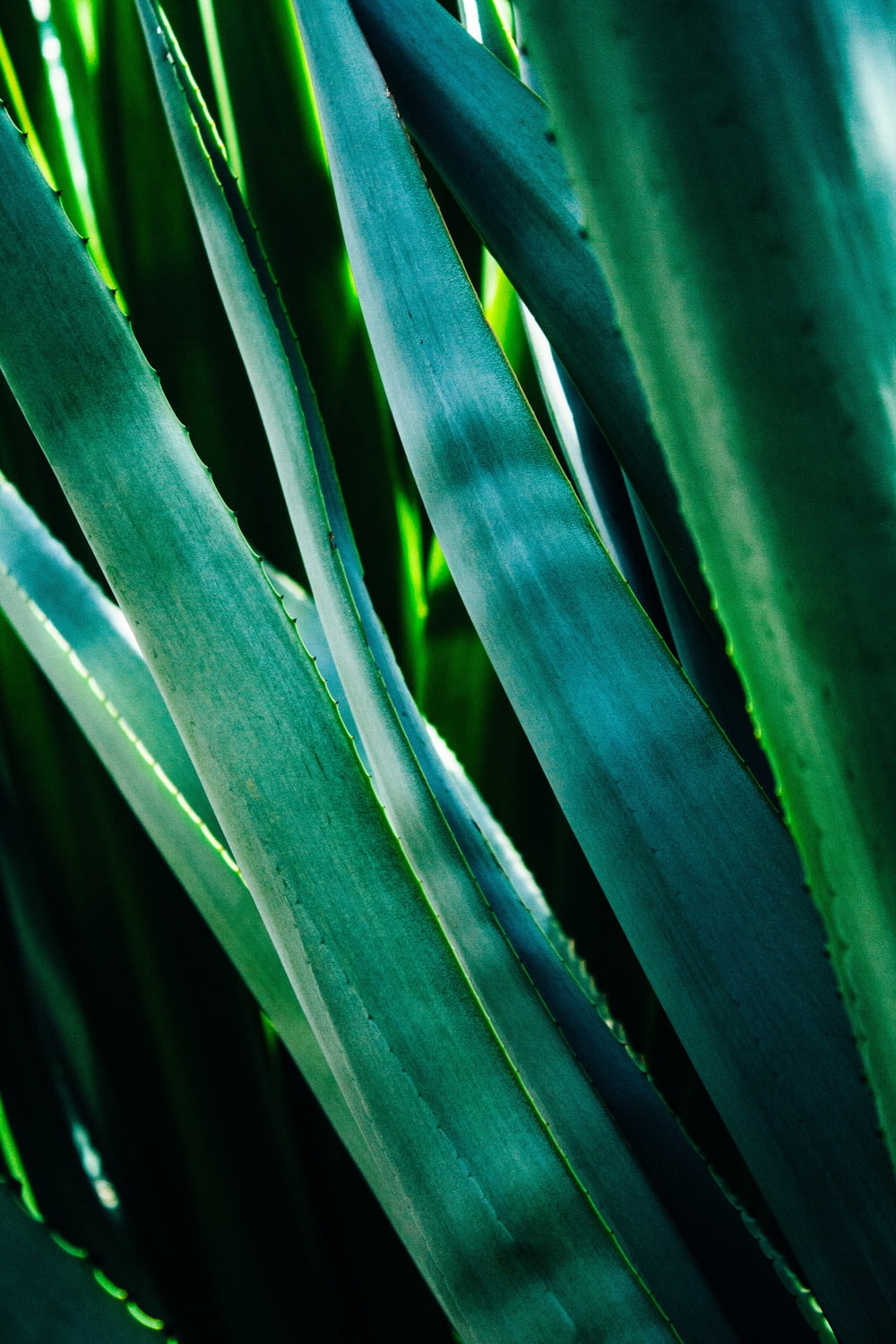 fotografia em closeup de plantas de folhas verdes