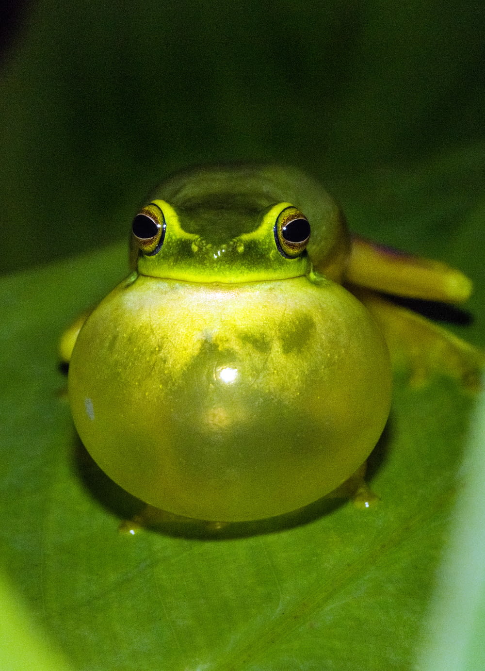 grenouille verte sur feuille verte