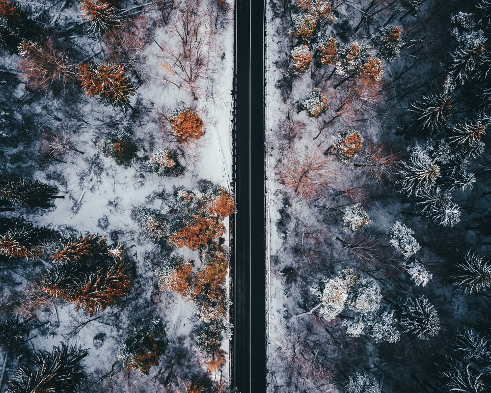 aerial view photography of roadway between trees