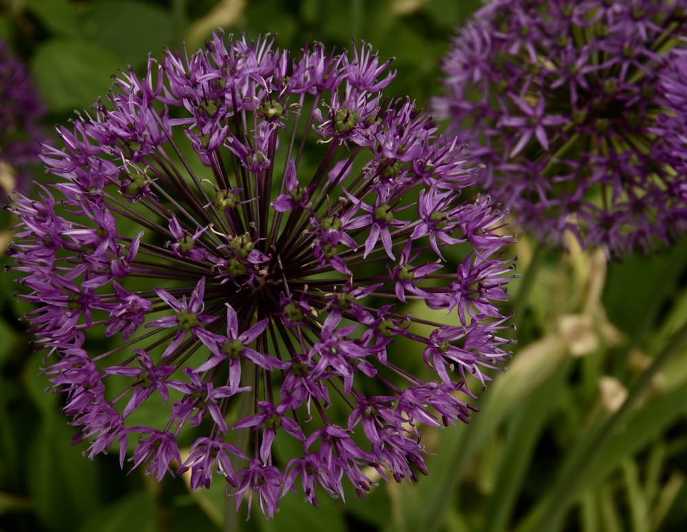 selective focus photography of purple clustered flowers
