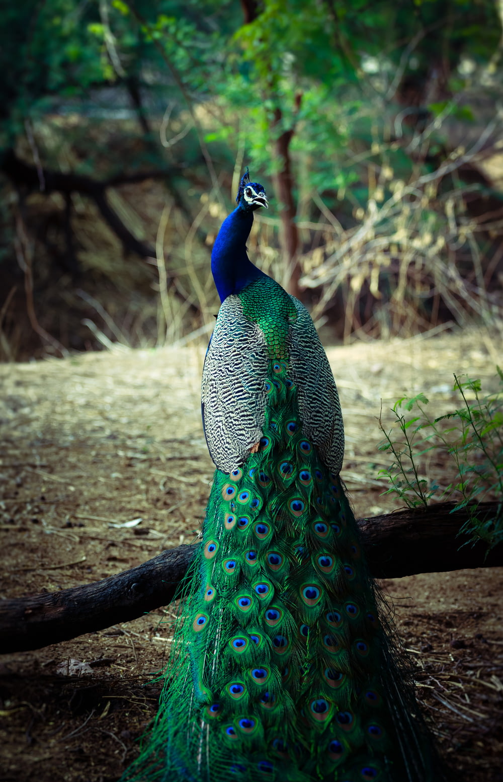 maschio pavone verde e blu