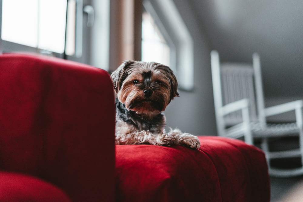 Photographie sélective de la mise au point d’un chien à poil long sur un canapé rouge