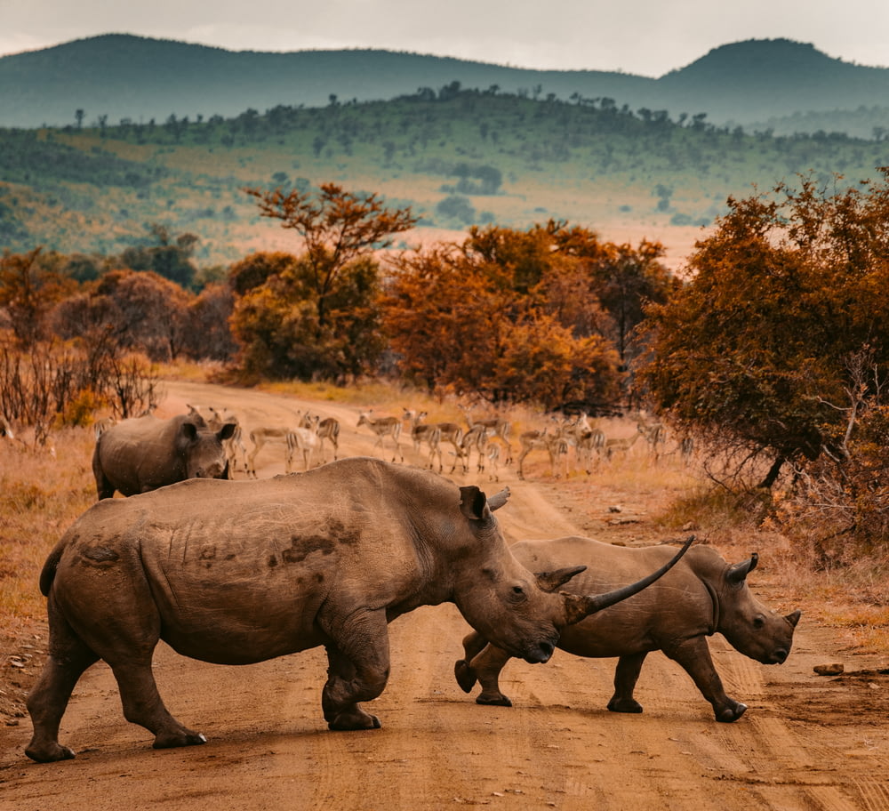 Trois rhinocéros marchant sur la route de la ferme