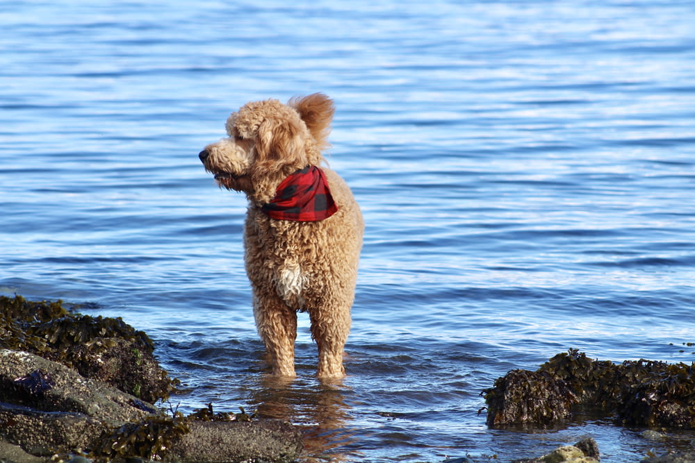 Brown dog in the sea