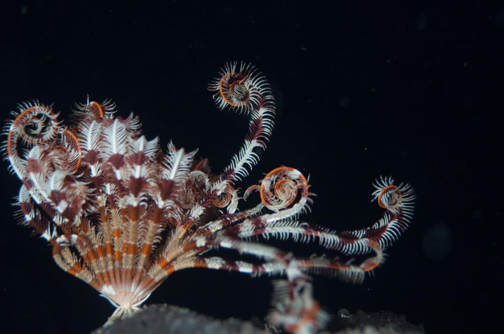 selective focus photography of brown-and-white sea creature
