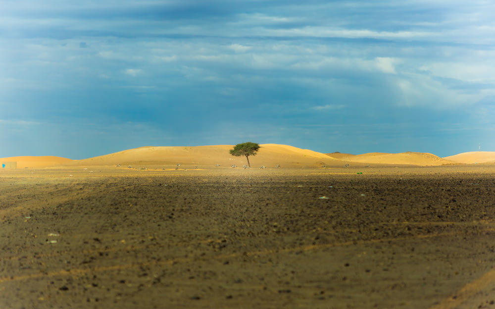 Árvore solitária no meio do deserto durante o dia