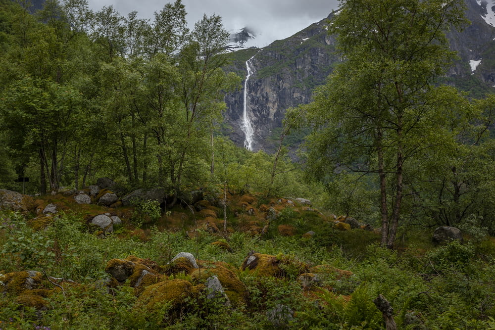 waterfalls in forest under gray sky