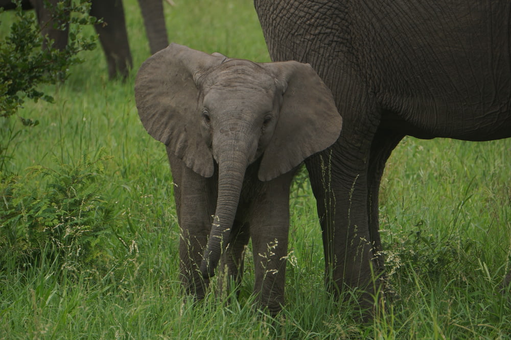 bebé elefante en hierba verde