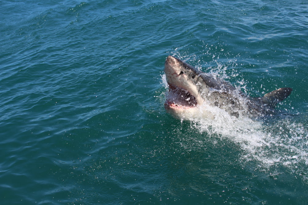 Un grande squalo bianco con la bocca aperta nell'acqua