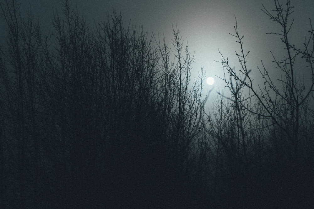 grass and moon at night