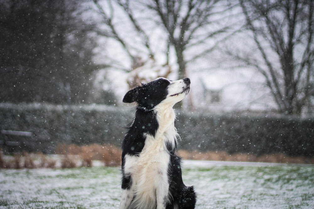 adult black and white border collie on focus photography