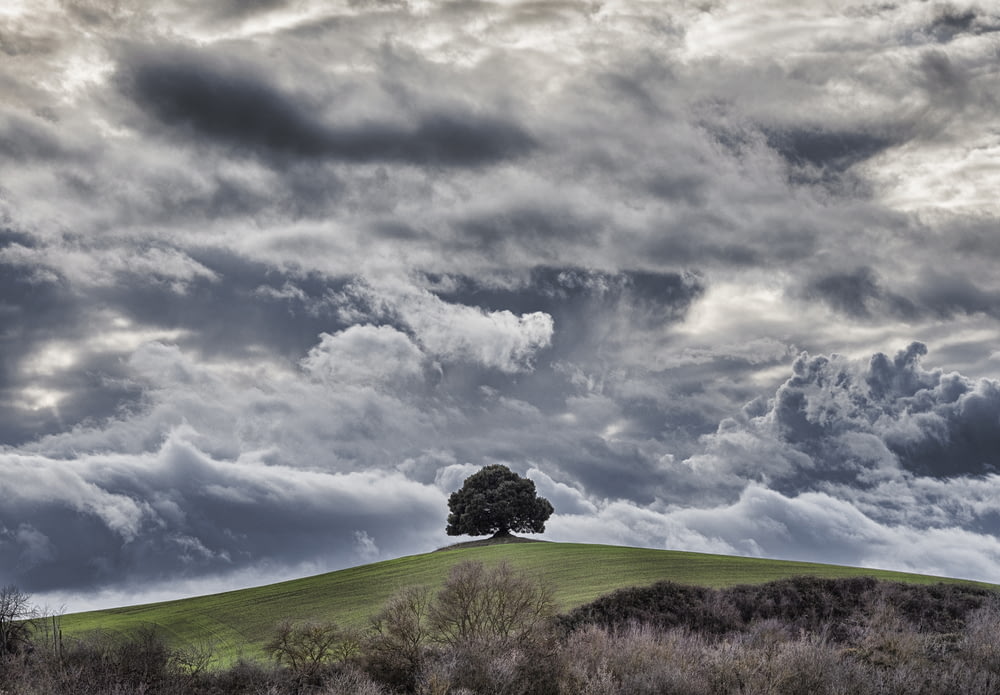 green tree under cloudy sky