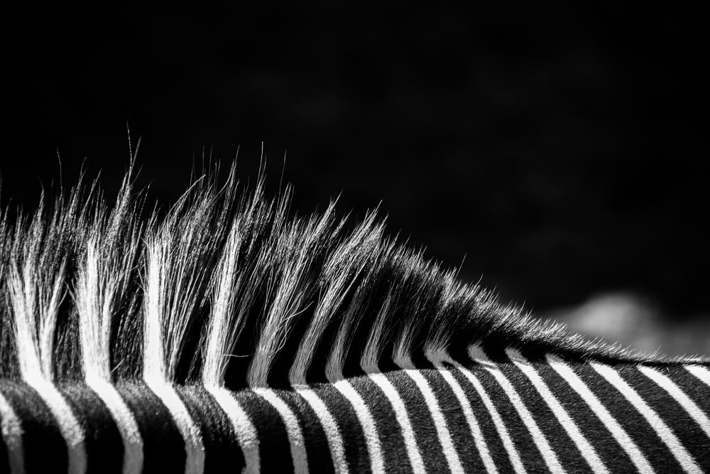 white and black zebra on grayscale photography