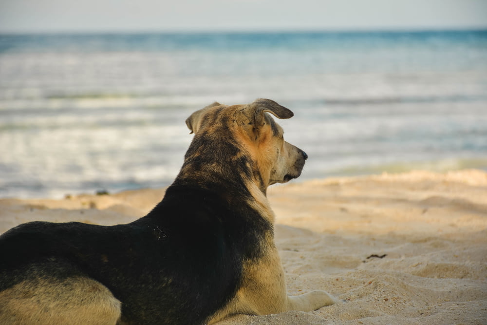 short-coated brown and black dog standing near shore during daytime