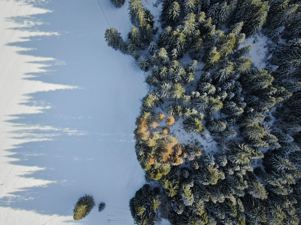Vista aérea de pinos y campo cubierto de nieve