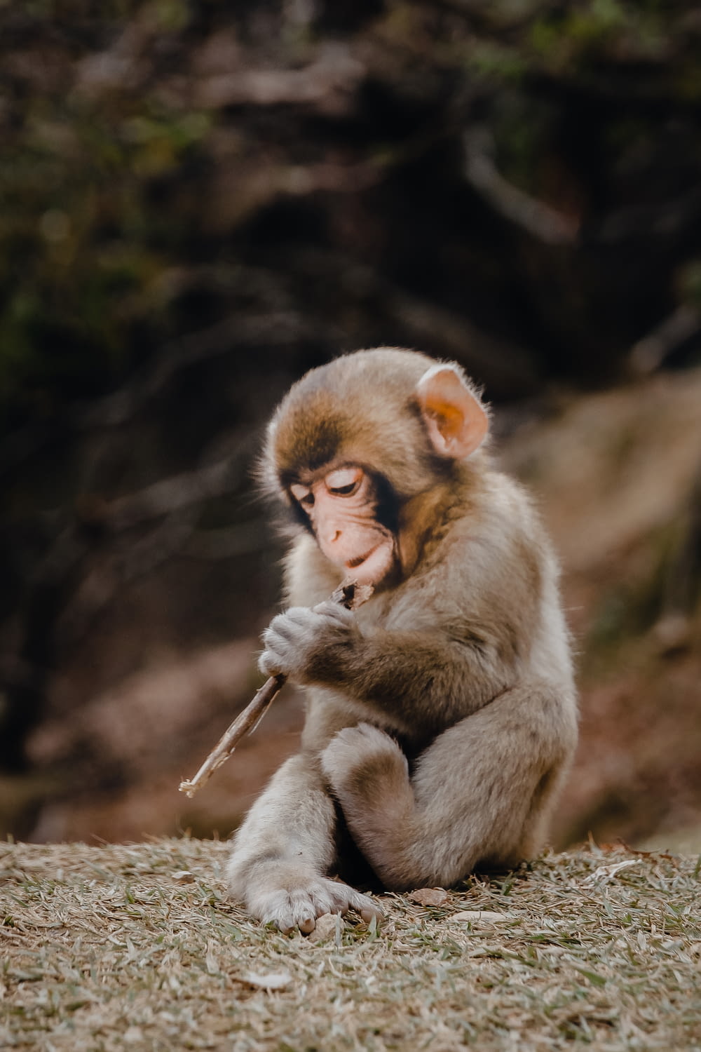 昼間の楽器を演奏する灰色の猿