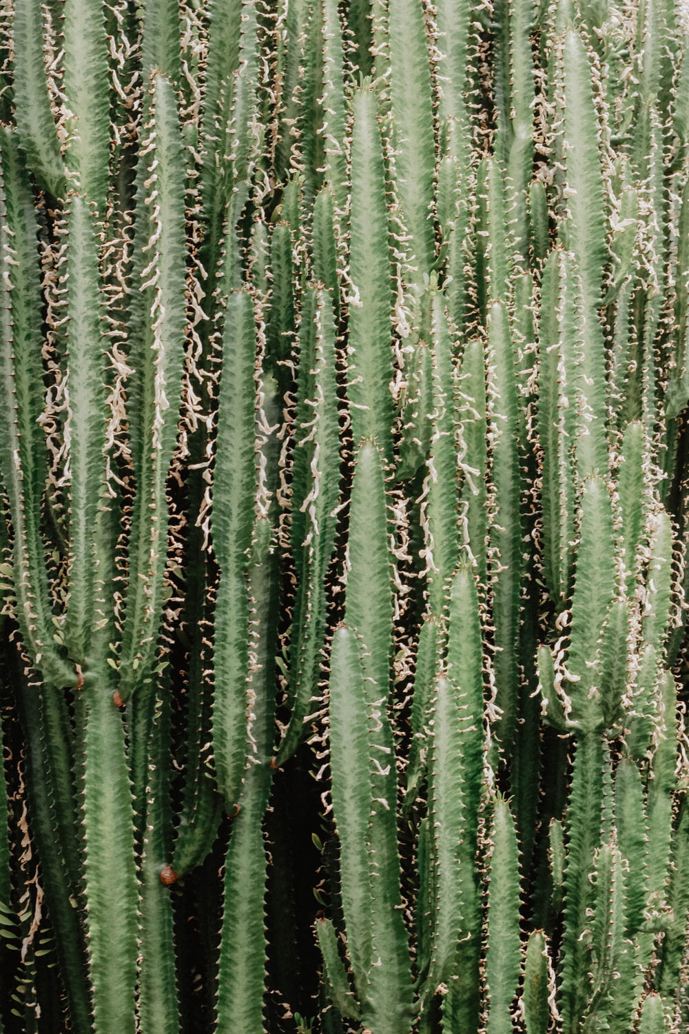 green cactus plant close-up photo