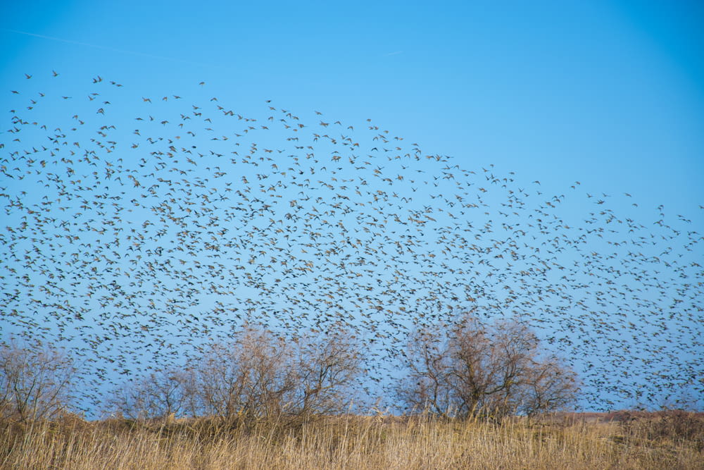 flock of birds flying to the sky during daytime