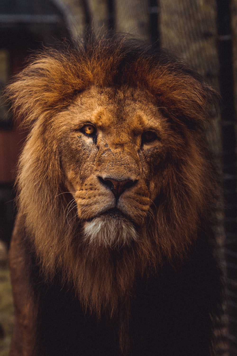 Fotografía de primer plano de león marrón