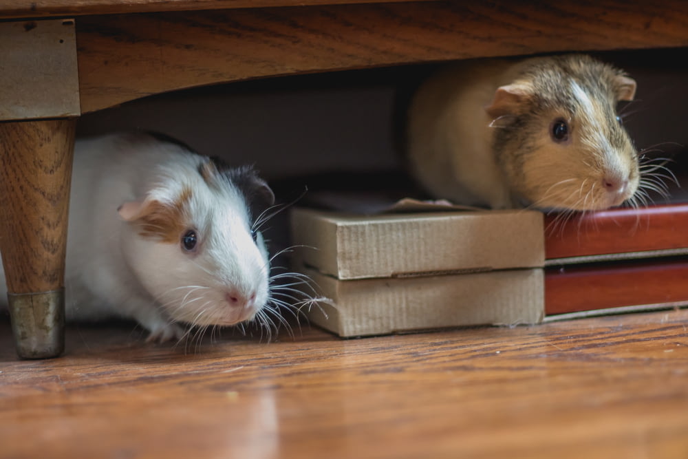 white and brown guinea pigs