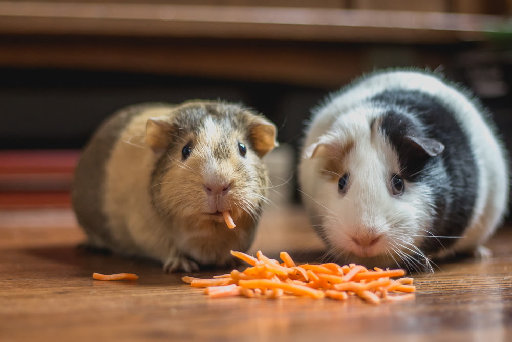 zwei Meerschweinchen fressen Karotten