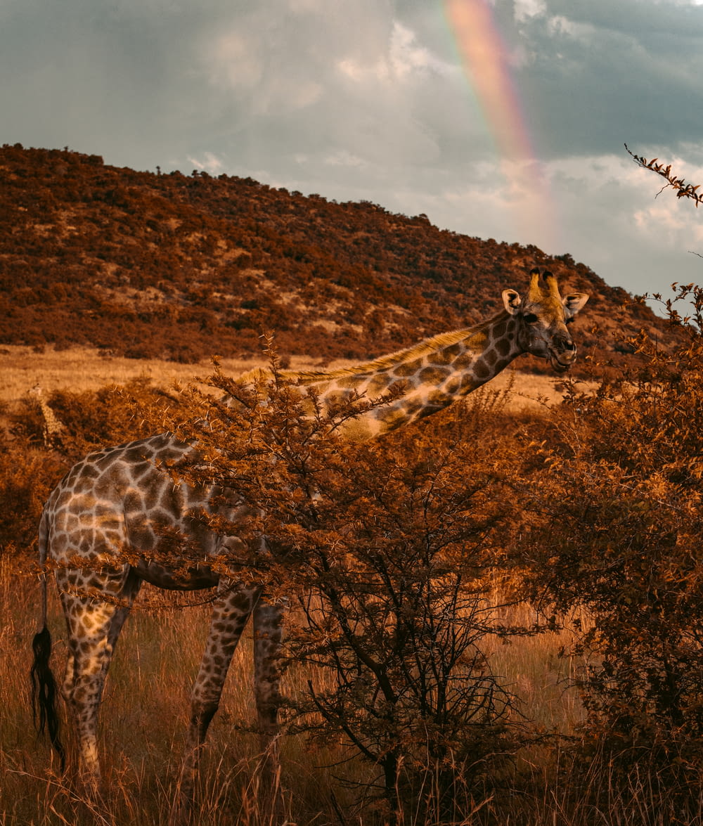 Photographie sélective de la girafe près de la montagne pendant la journée
