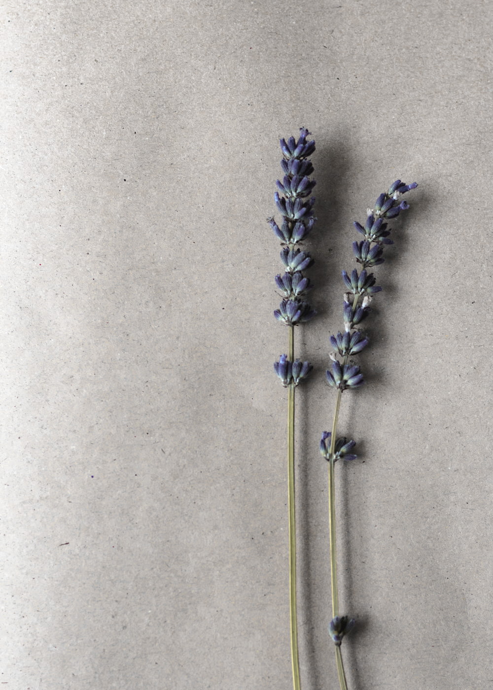 fleur à pétales bleus