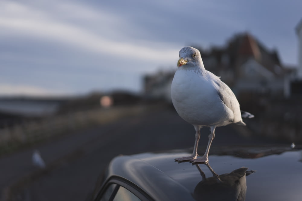 selective focus photography of white bird porches on car