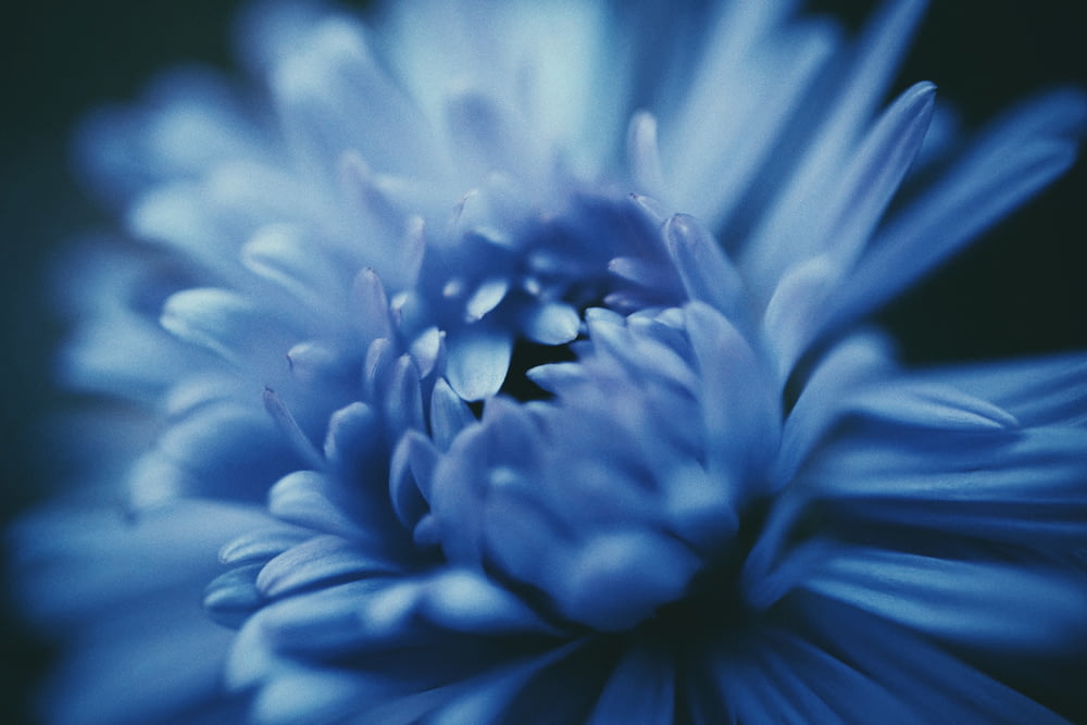 blooming blue daisy flower