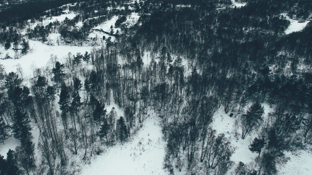 aerial photography of pine trees filled with snow