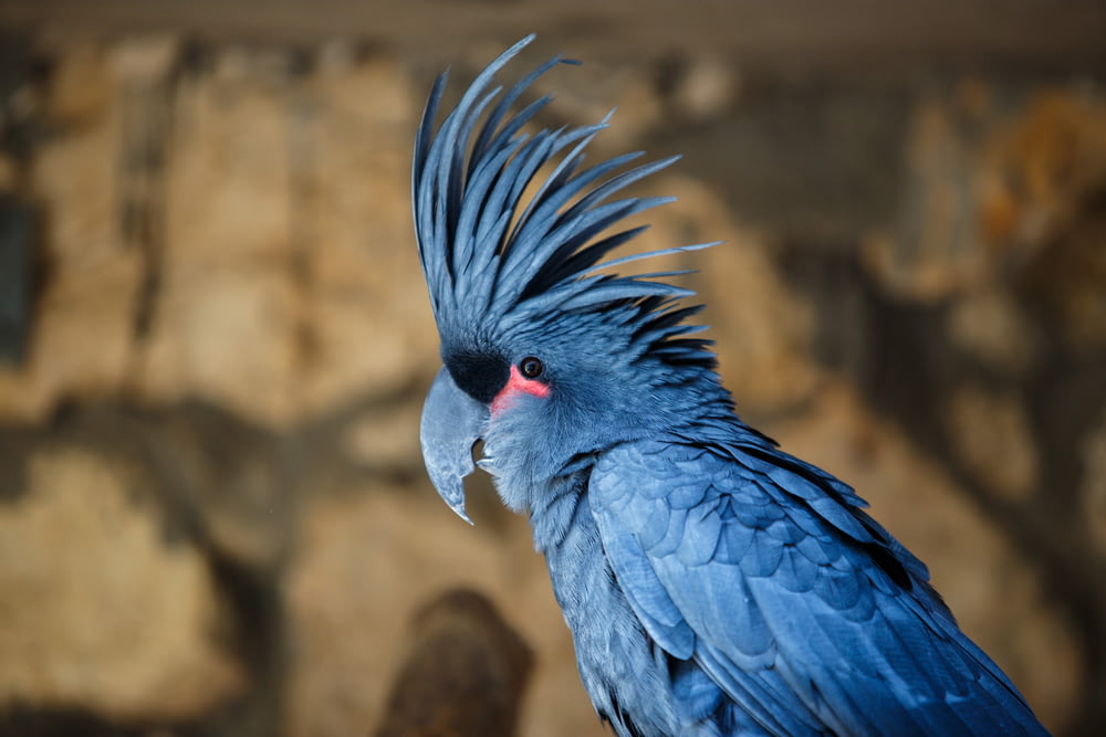 closeup and selective focus photography of blue large bird