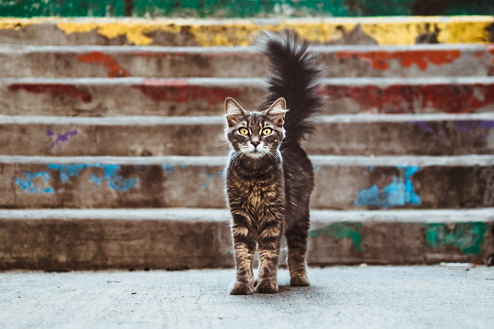 階段の近くの灰色と茶色の猫