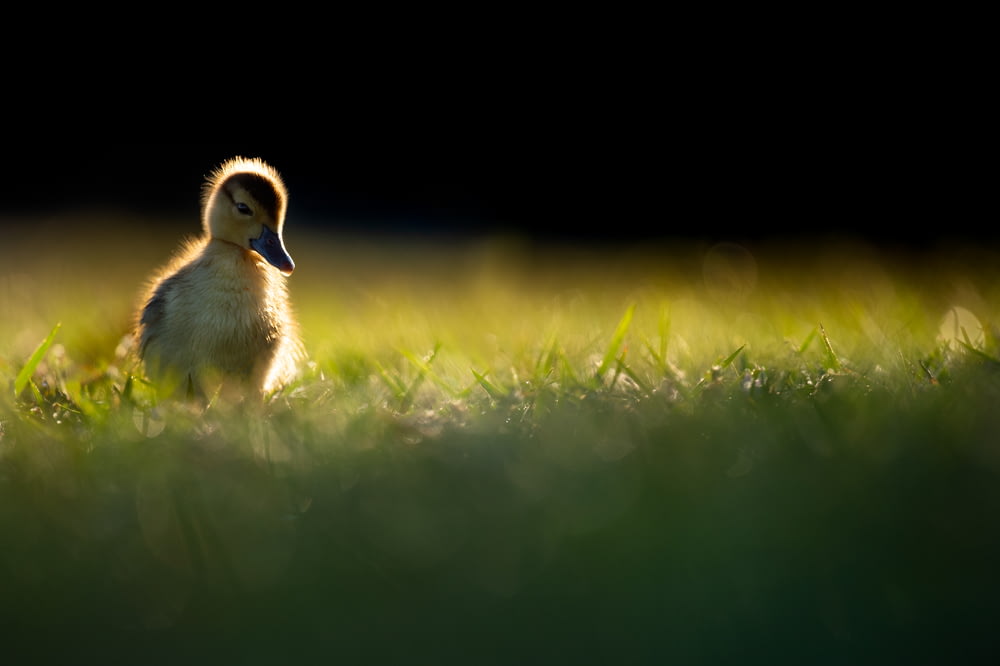 yellow and gray ducklings on green grass in selective-focus photography