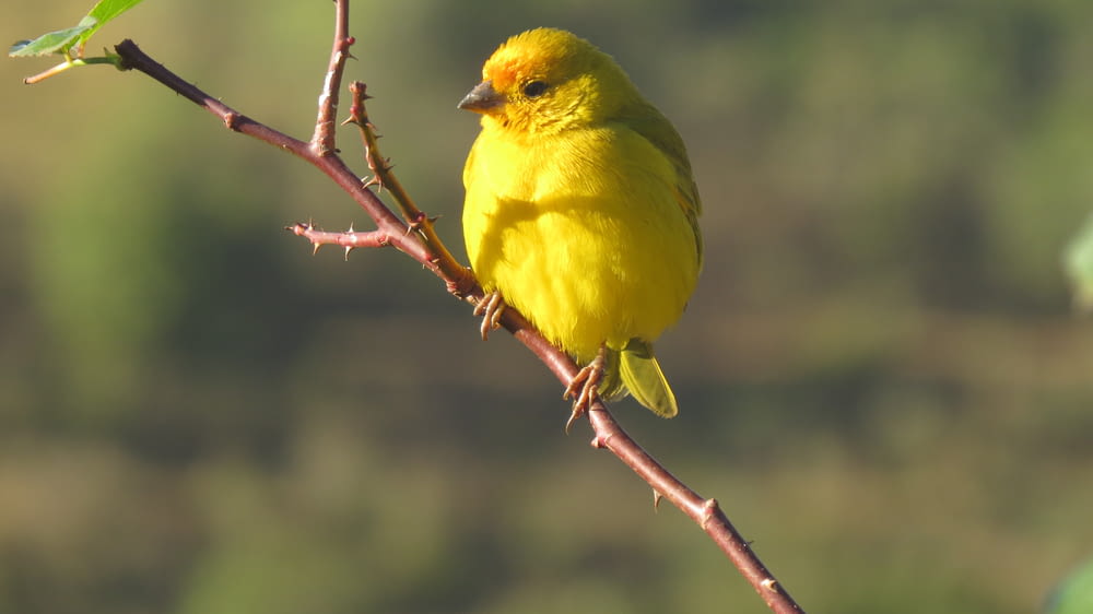 Pórticos amarelos de pássaros pequenos no ramo da planta