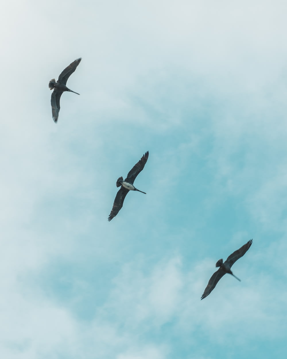 three bird flying on air during daytime