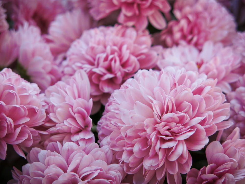 pink flower cluster