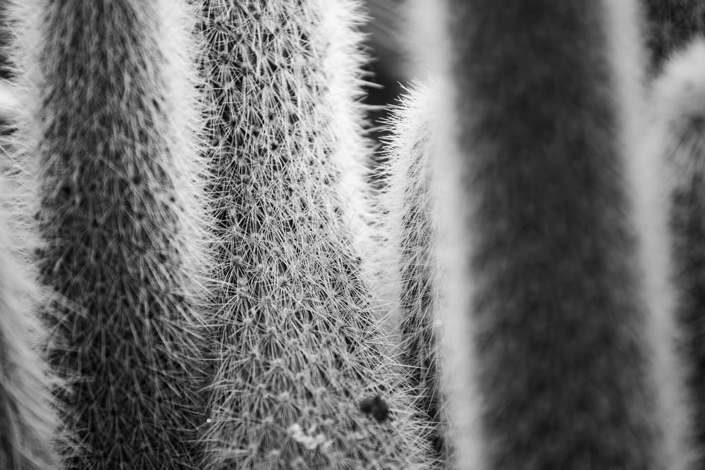 closed up photography of cactus plant
