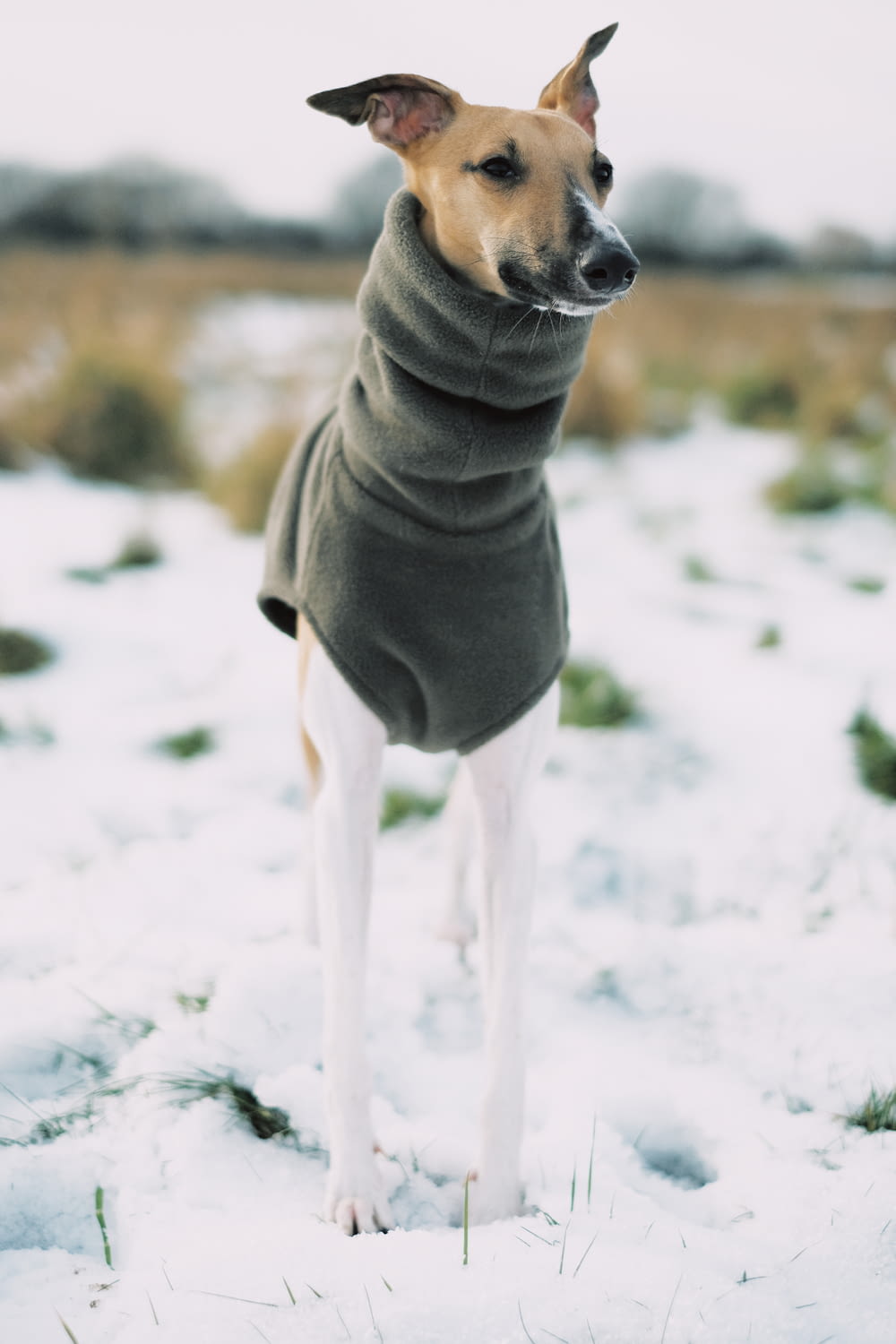grauer und weißer Hund, der tagsüber mit grauem Textil auf Schneefeld umwickelt ist