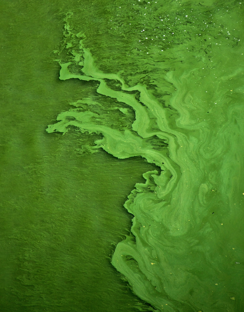 녹색 물