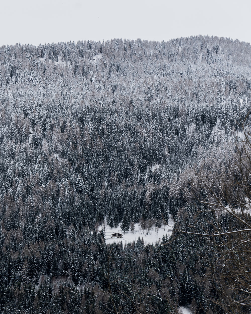 high-angle photography of pine trees