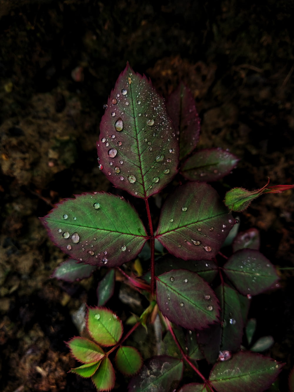 water dew on green and maroon plant leaves