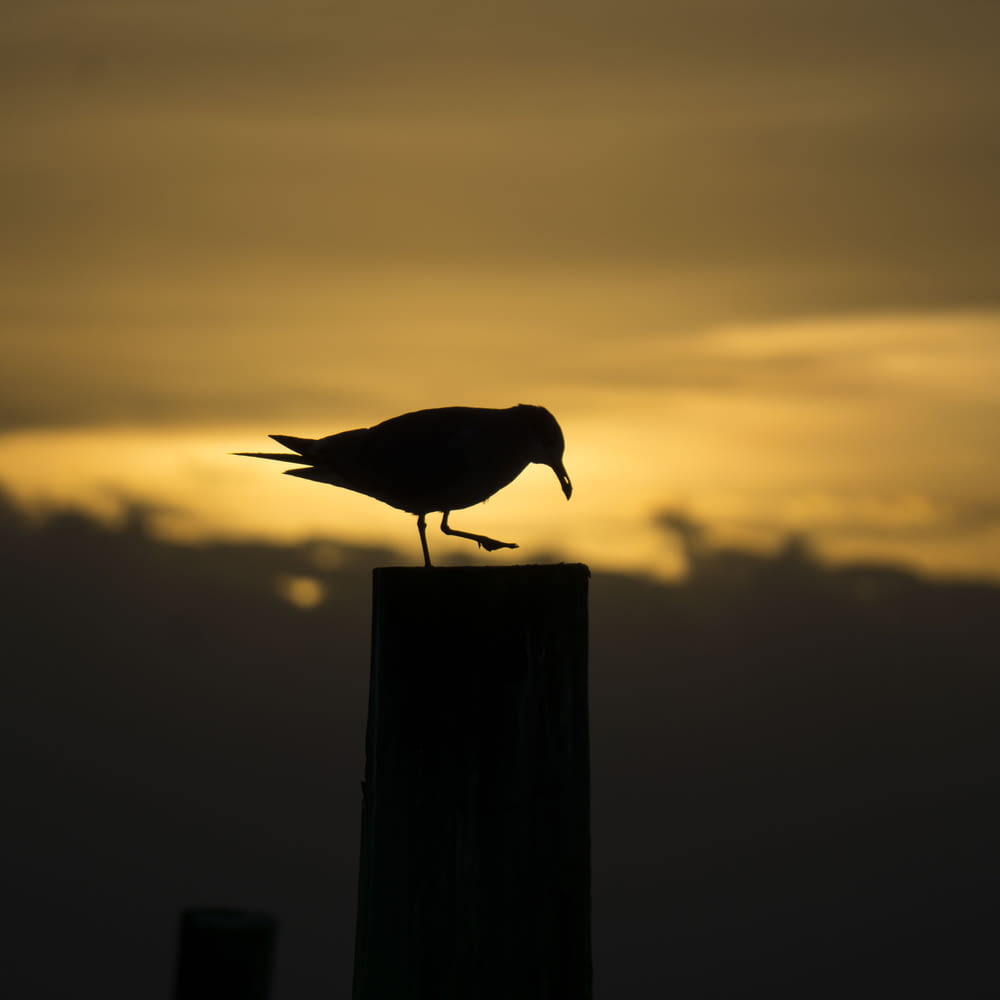 silhouette of bird standing on wooden stand