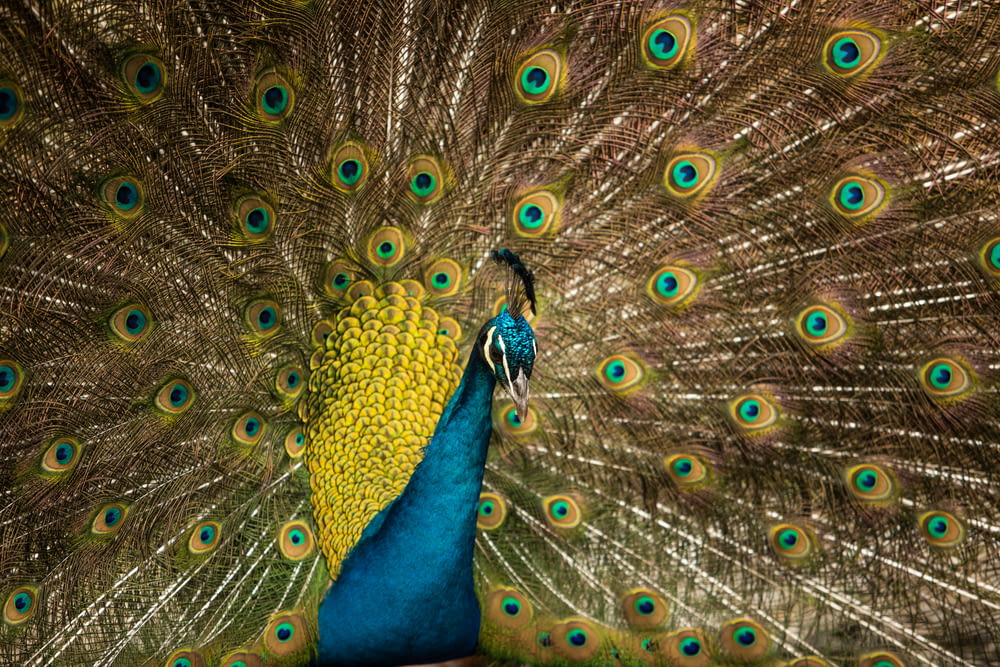 brown and blue peacock spreading feather