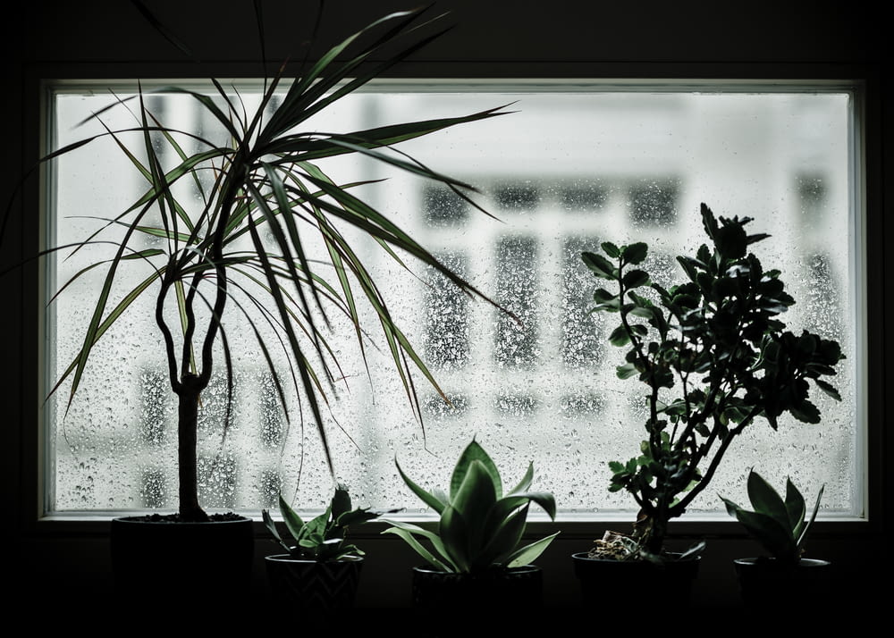 green indoor plants beside window during daytime