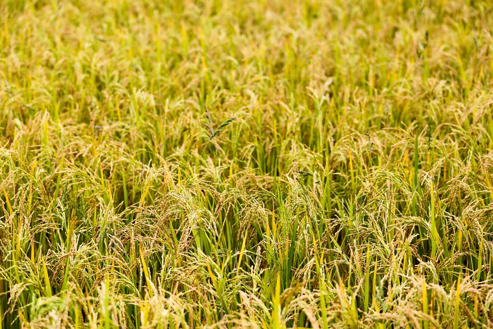 campo di riso durante il giorno