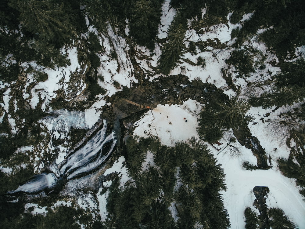 chão coberto de neve cercado de pinheiros