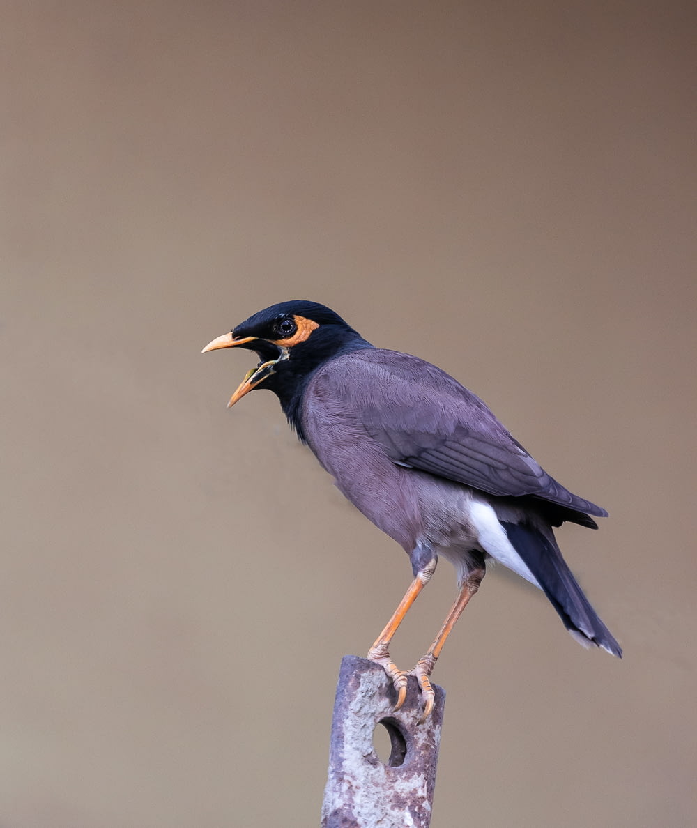 gray bird perching on brown metal part
